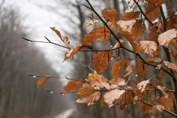 Brown leaves in the rain