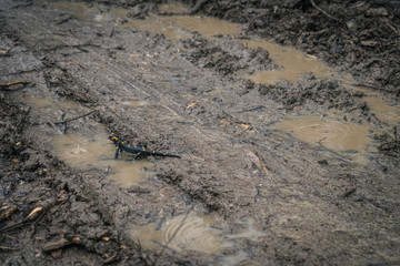 Fire salamander in the rain