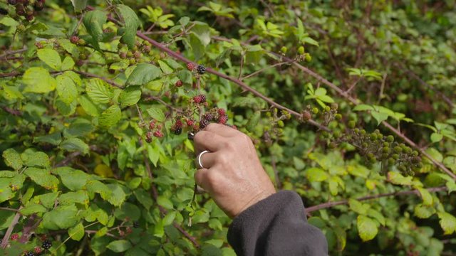 Numerous red and black berries on a thorny branch in the woods