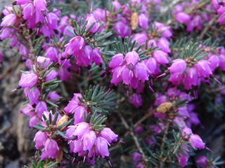 FLORACIÓN DEL BREZO MORADO.