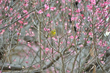 紅梅とメジロ