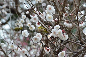 メジロと白梅