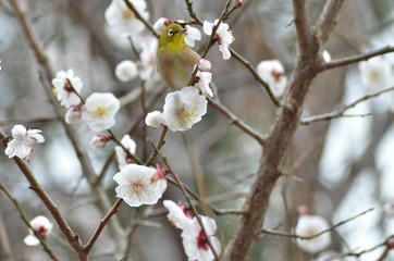 メジロと白梅