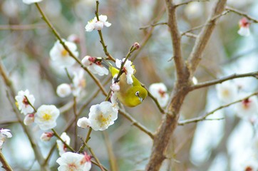 メジロと白梅