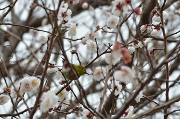 メジロと白梅