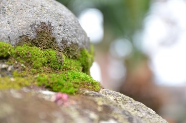 苔むす岩と花びら