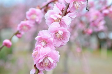 Fototapeta premium ピンクの梅の花