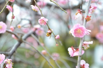 梅の蜜を集めるミツバチ