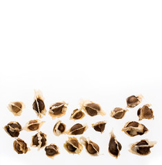 Moringa oleifera - Organic Moringa Seeds