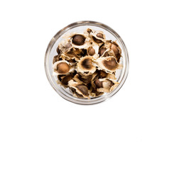 dried moringa seeds - Moringa oleifera