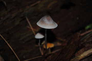 Mushrooms native to Massachusetts. Mycology hunting in the fall (autumn)
