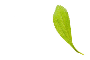 Naklejka na ściany i meble Stevia rebaudiana - Leaves of the stevia plant