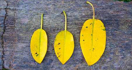 Three golden yellow leaves on natural wooden surface background.