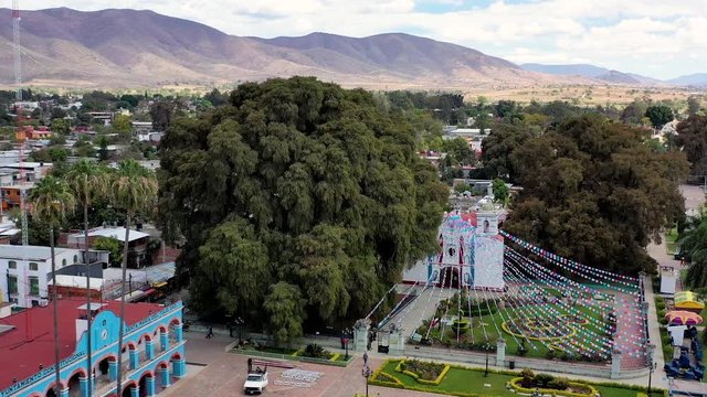 Arbol del Tule the widest tree in the world and over 1,400 years old. Aerial video by drone orbiting move - Santa Mar&iacute;a del Tule, Oaxaca, Mexico