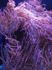 Naklejka na ściany i meble Sea anemone in aquarium