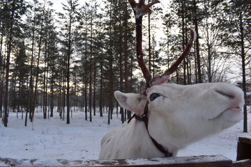 Reindeer eyes change color with arctic seasons based on levels of light and are the only mammals to do so Male and female both grow antlers Hooves are unusual they grow in summer and shrink in winter