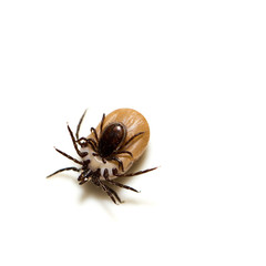 Stille Gefahr: Zecken in der Natur (Holzbock, Ixodes, ricinus)