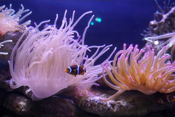 Naklejka na ściany i meble clown fish and anemone in aquarium 
