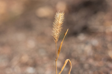 Dry flower close-up in sunlight in the forest