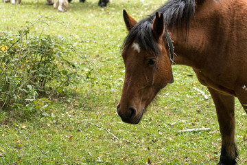 Stroking a brown and docile horse in the forest