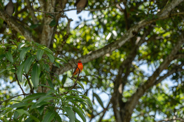Seychelles Praslin Island orange bird on tree