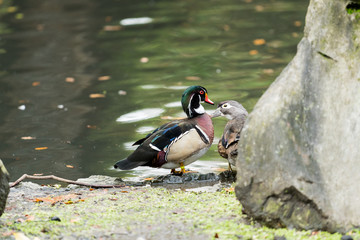 Mother Wood Duck with her son in a city pond