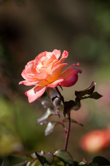 Blooming Pink and Peach Colored Rose in Bright Sunlight
