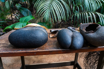 Coco del mar seed in Seychelles 