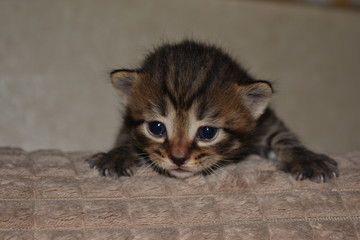 a small beautiful kitten is lying on the sofa
