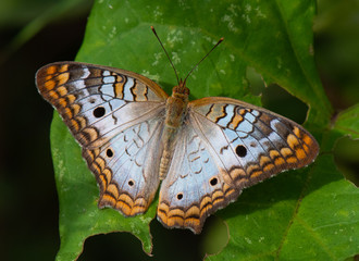 White Peacock Butterfly on a Green Leaf © Melinda Fawver