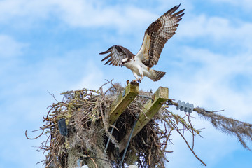 An adult Osprey (Pandion haliaetus) approaches his nest from downwind for landing. 16x9 crop.