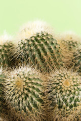 Shoot the cactus up close