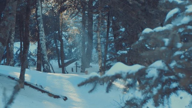 Snow melting off of deep fir forest during the first days of spring.Water dripping.Change of seasons weather transition.