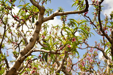 Almond Tree
