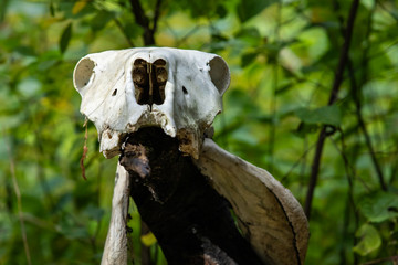 A close up view of a magical witchcraft shaman animal skull against a blurry green background in a forest. during a festival celebrating native culture