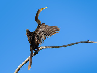 Anhinga with Open Wings Portrait on Blue Sky, Back View