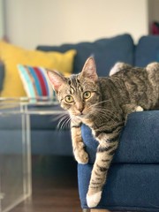 tabby cat posed on modern sofa - obrazy, fototapety, plakaty