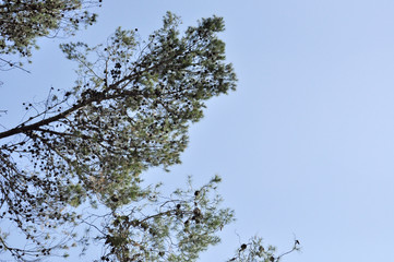 Tree Branches Background