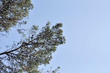 Tree Branches Background