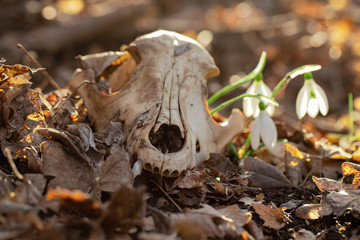 An old dog skull in the forest with snowdrops in its eye sockets.  A terrible beauty.