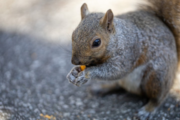 Squirrel 