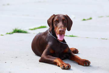 Dog breed Doberman pinscher
