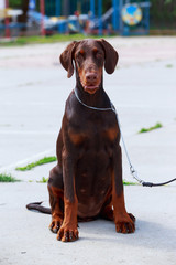Dog breed Doberman pinscher