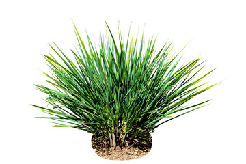 Lemongrass tree isolated on a white background.