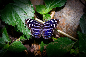 Blue Butterfly