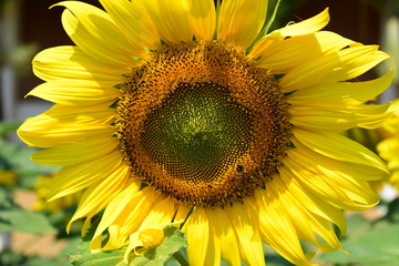 little bee flying in sunflower fild, beautiful flower blooming in nature garden