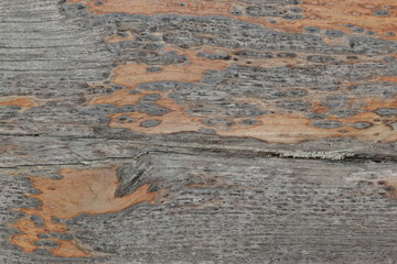 Obraz premium wood board texture weathered background