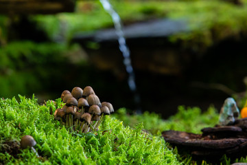 A close up macro shot, selective focus view, on a small clump of mushrooms growing in tree moss on a forest floor, miniature scene with copy space