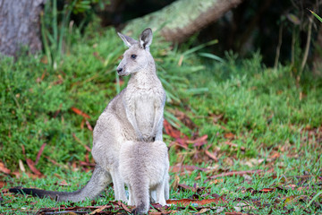 mother and young kangaroo