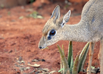 A dik-dik is the smallest antelope standing at 12-16 inches at the shoulder.  (Madoqua kirkii) . Closeup. Sideview. Copy space.